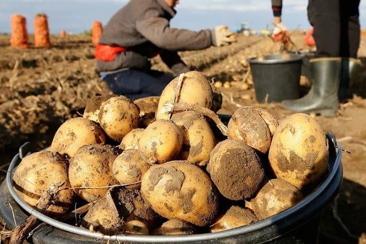 Хүнсний ногооны гарц нэмэгдэж, хадлан тэжээлийн бэлтгэл буурчээ
