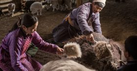 >Ноолуурын ханш 170-205 мянган төгрөгт хэлбэлзэж байна 