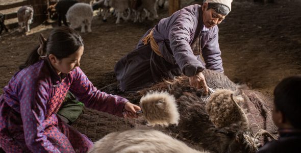 >Ноолуурын ханш 170-205 мянган төгрөгт хэлбэлзэж байна 